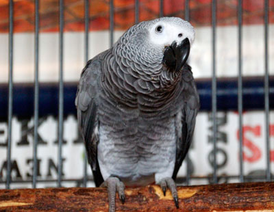 pappagallo-cenerino