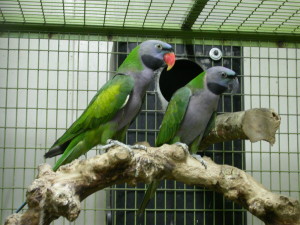 Psittacula_derbiana_(pair)_-captive-8a